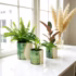 Green Tamegroute ceramic plant pots with ferns and pampas grass