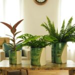 Handcrafted ceramic plant pots with reactive green glaze featuring ferns and rubber plant on wooden table