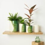 Tamegroute ceramic plant pots with mottled green glaze displaying ferns and rubber plant on wood shelf